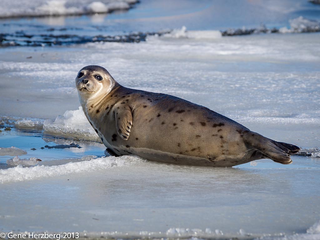 Harp Seal