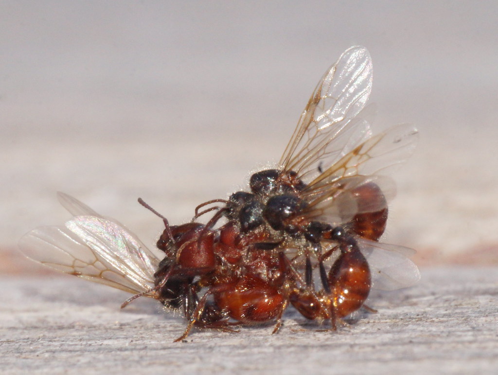 Harvester Ant -  Types of Ants in Utah