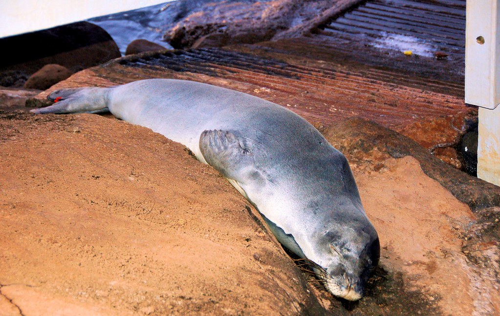 Hawaiian Monk Seal