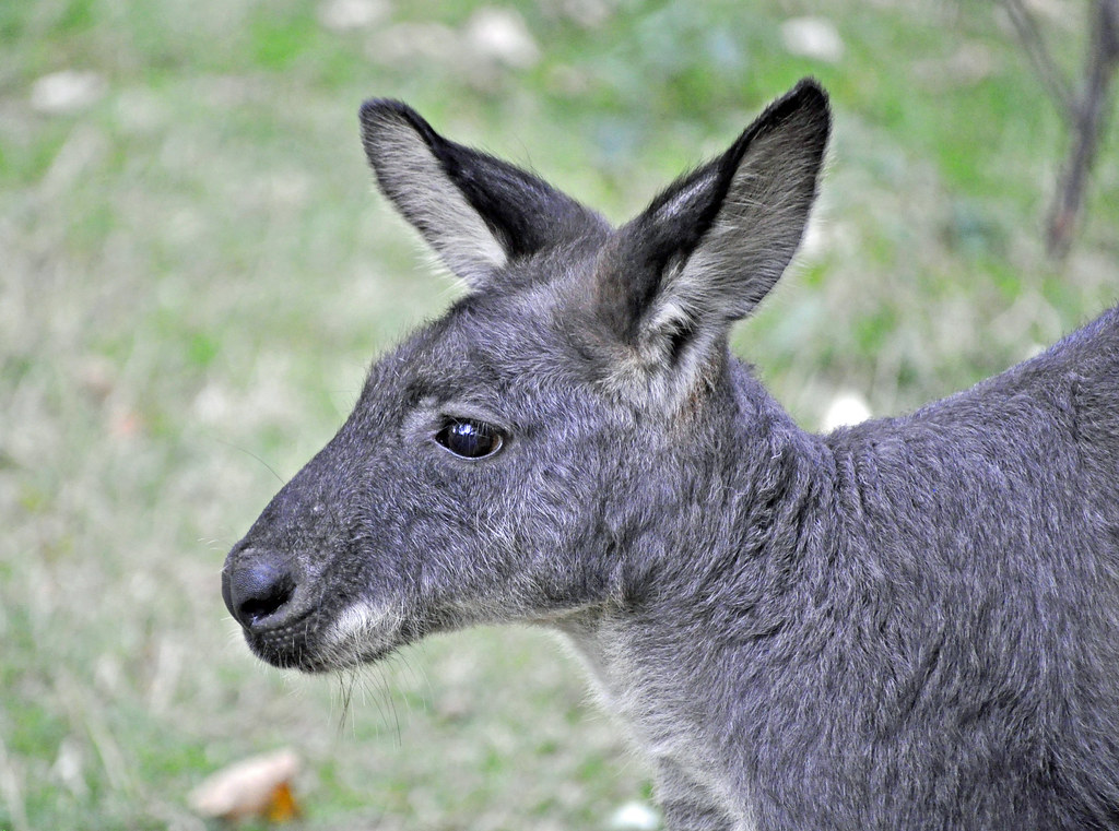 Hill Wallaroo