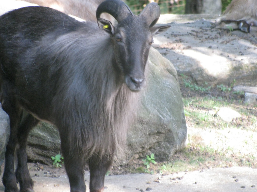 Himalayan Tahr