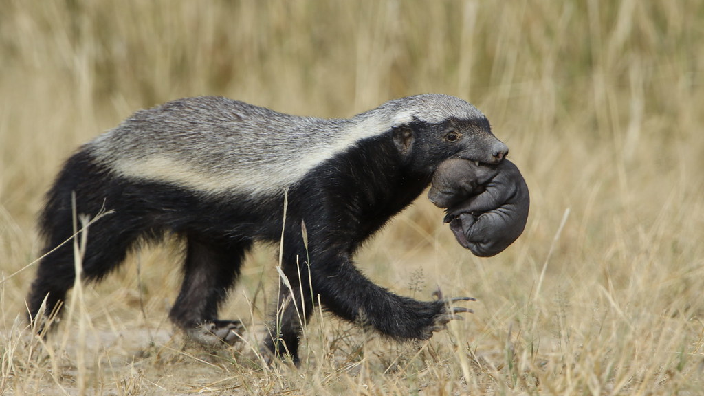 Honey Badger