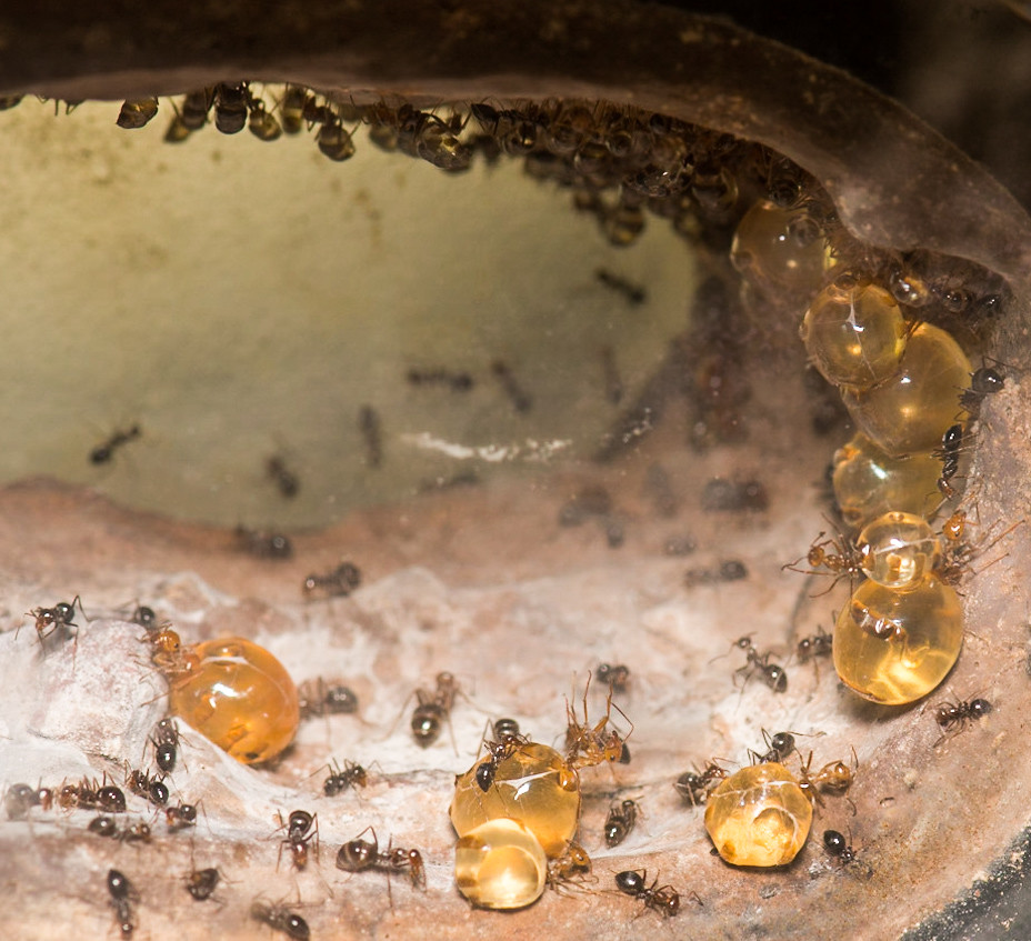 Honeypot Ants