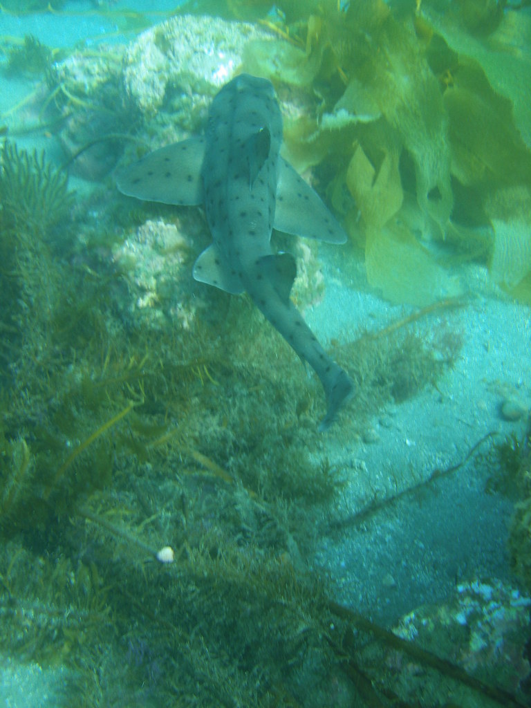 Horn Shark