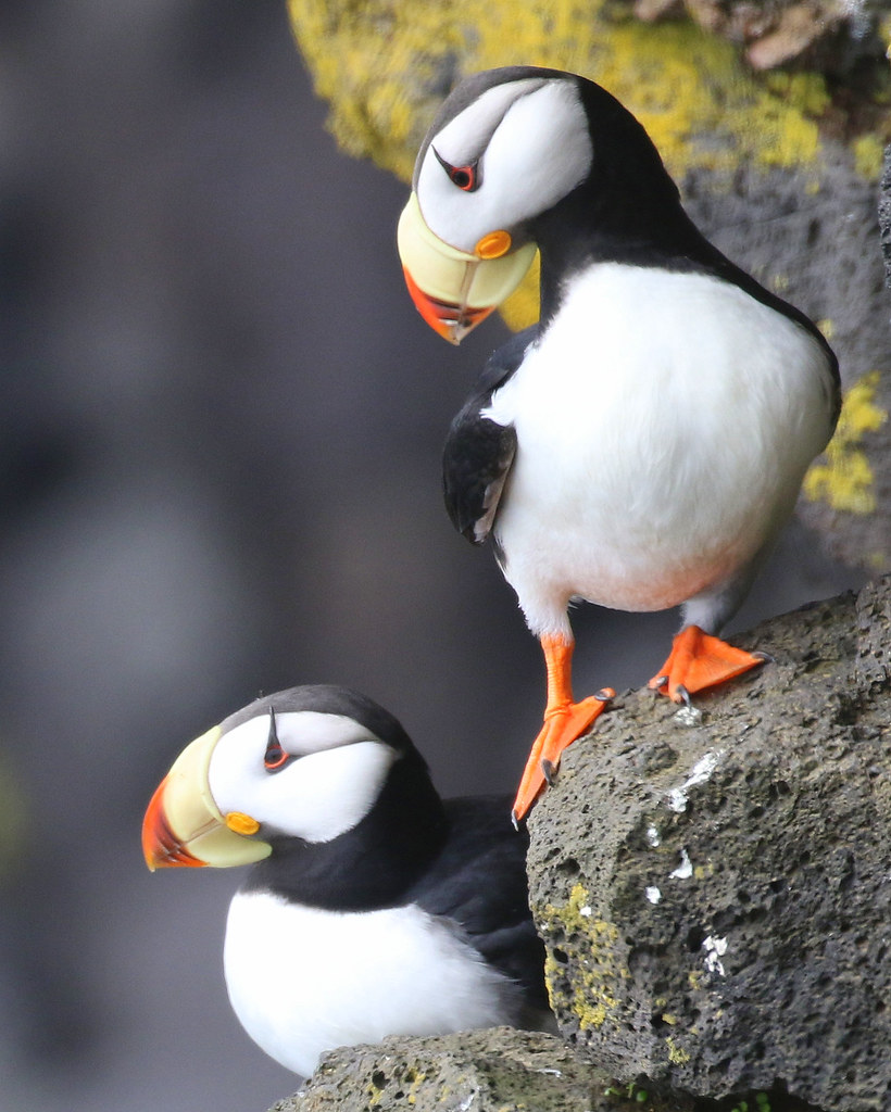 Horned Puffin