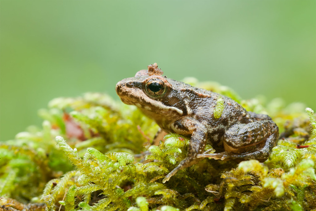 Iberian Frog