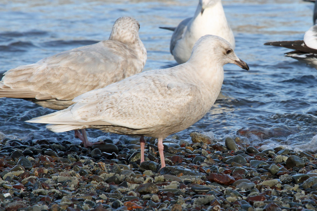 Iceland Gull