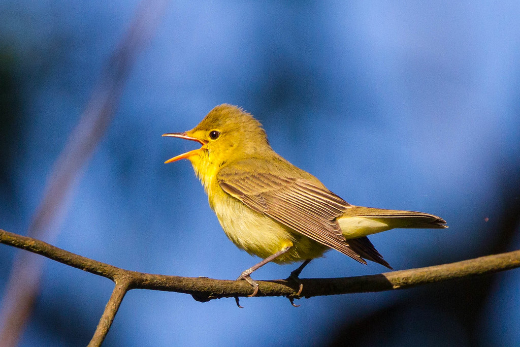 Icterine Warbler