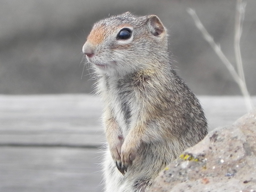 Idaho Ground Squirrel