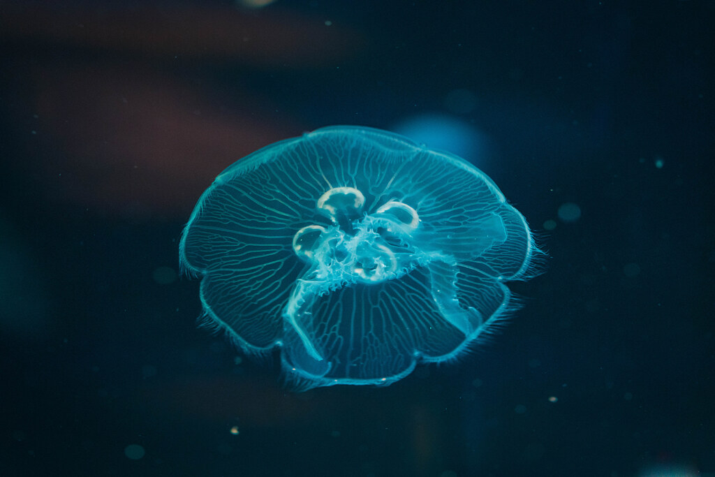Immortal Jellyfish