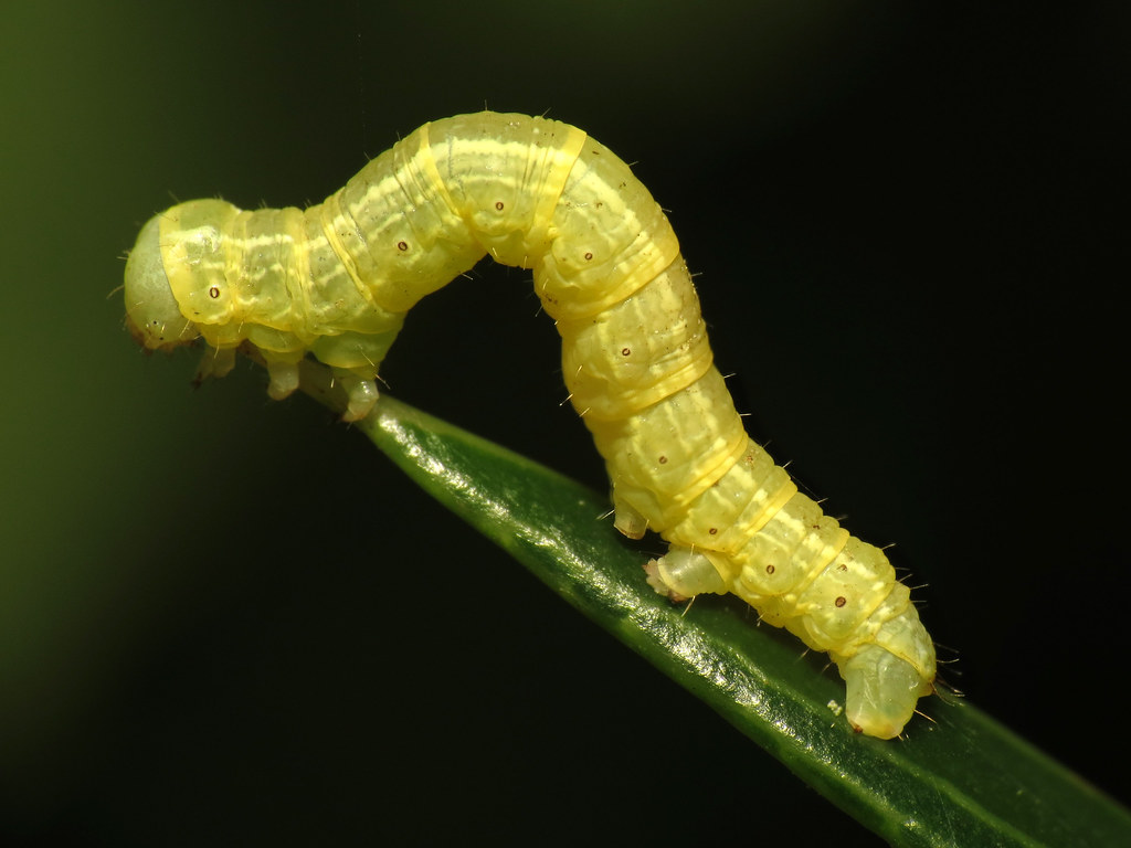Inchworm