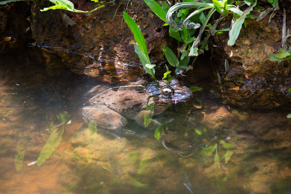 Indian Bullfrog