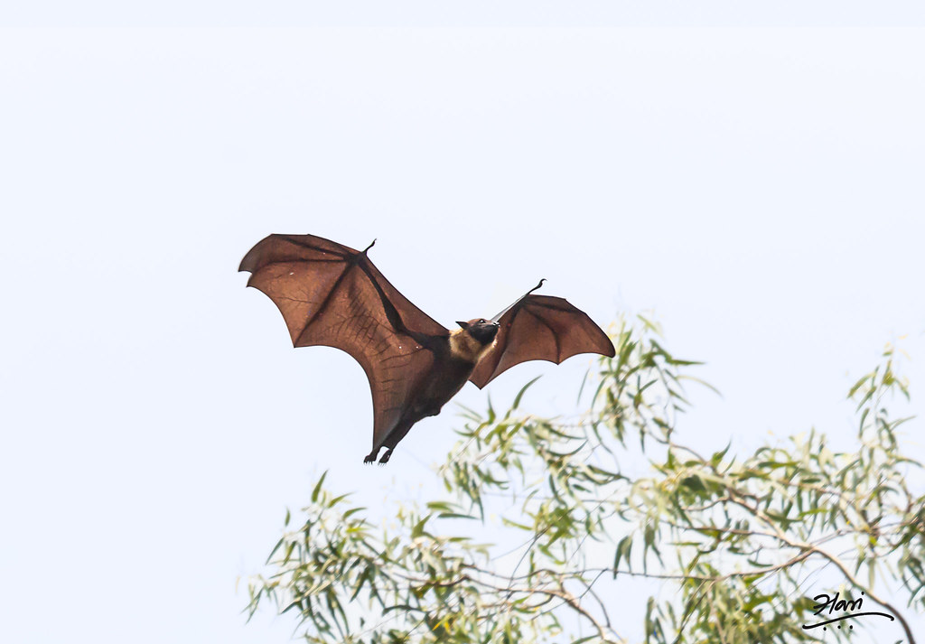 Indian Flying Fox