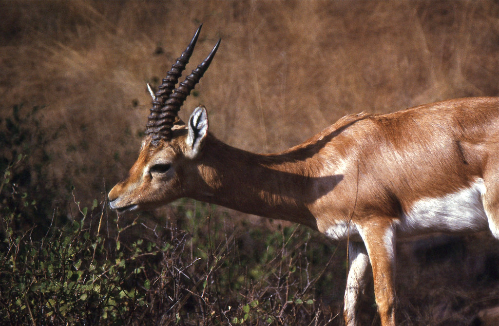 Indian Gazelle