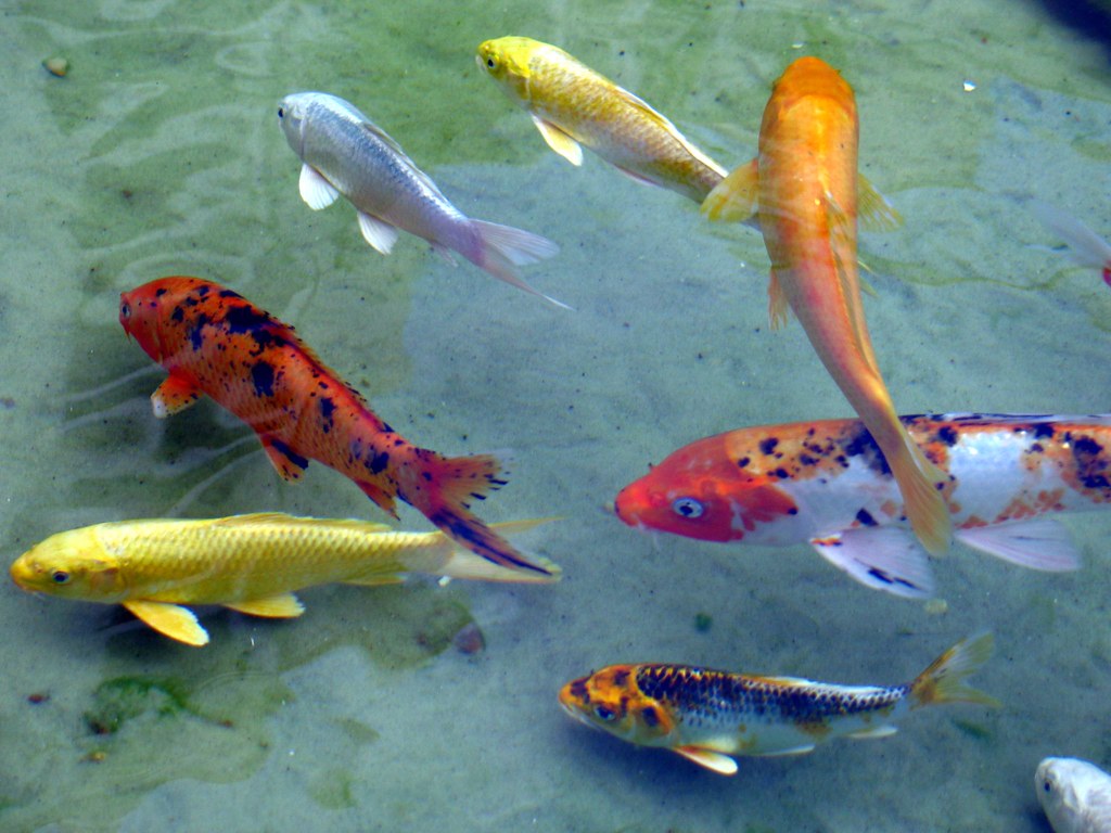 Koi Fish