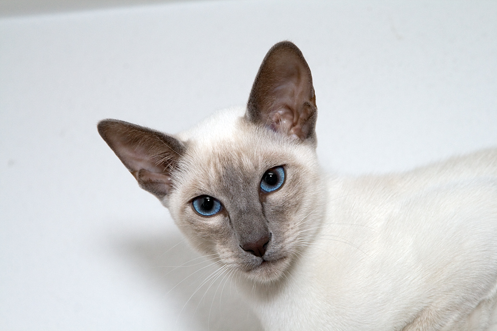 Lilac Point Siamese Cat