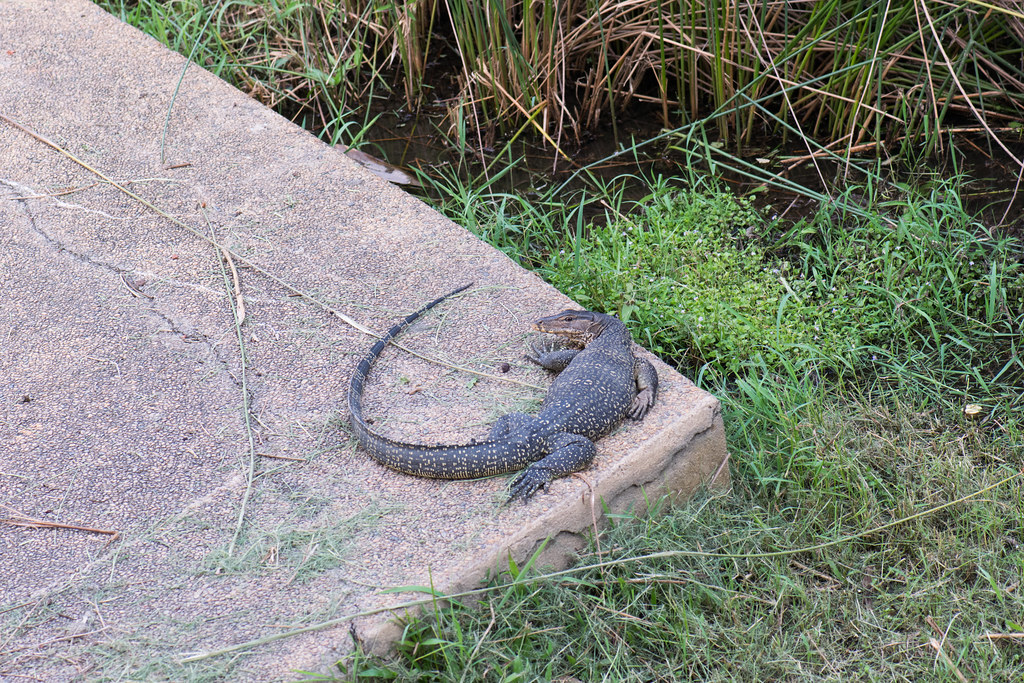 Malayan Water Monitor