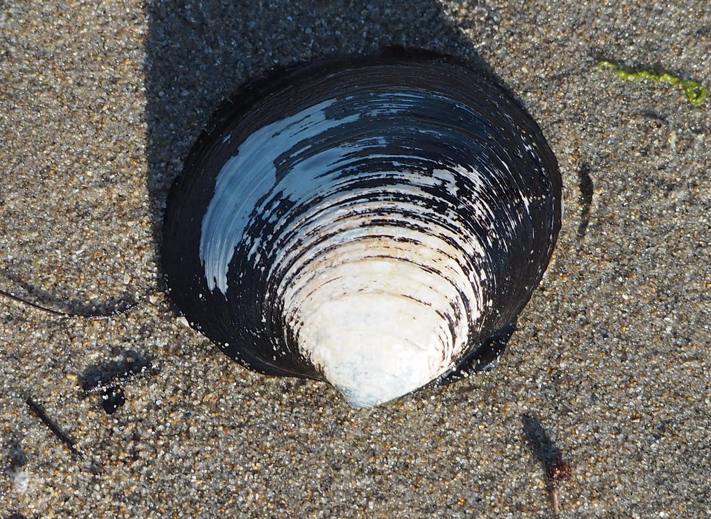 Ocean Quahog