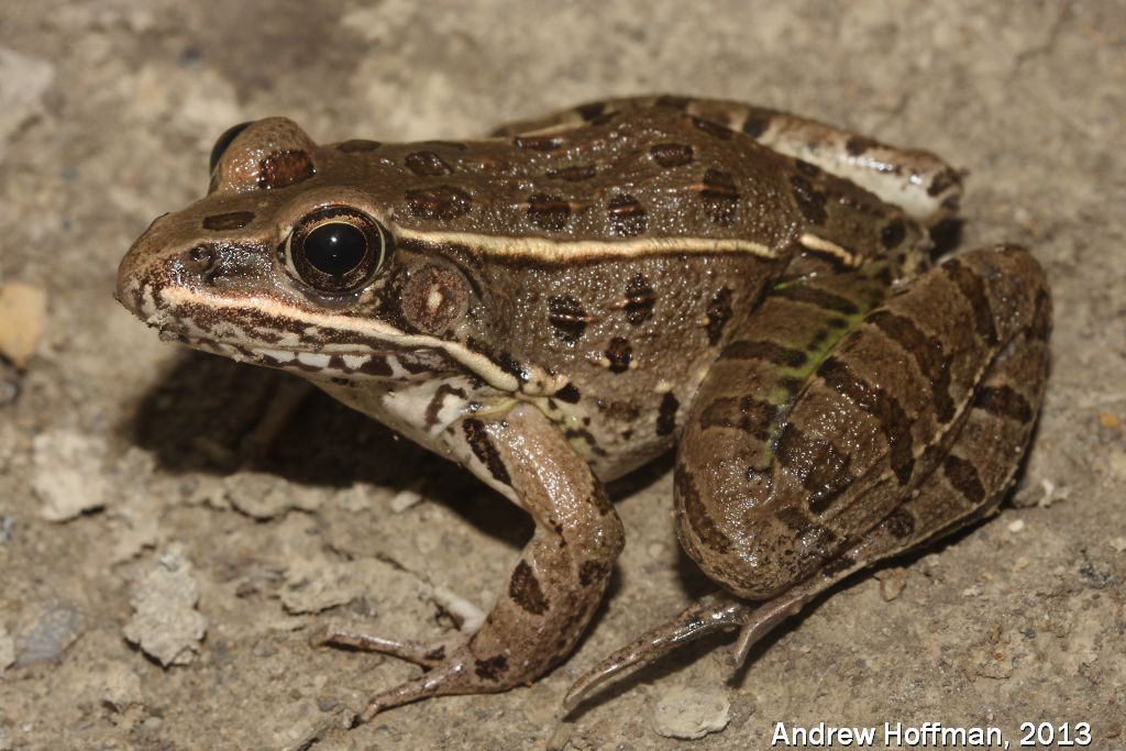 Plains Leopard Frog