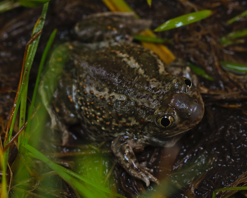 Plains Spadefoot Toad