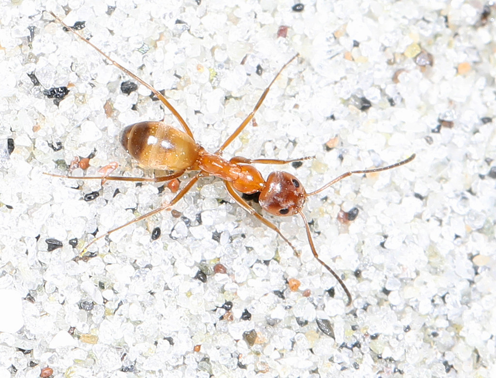 Pyramid Ant - Types of Ants in Utah
