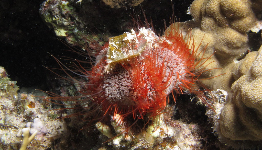 Red Sea Urchin