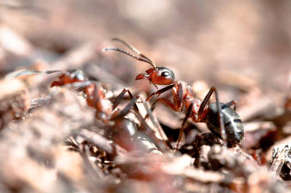 Red Wood Ant
