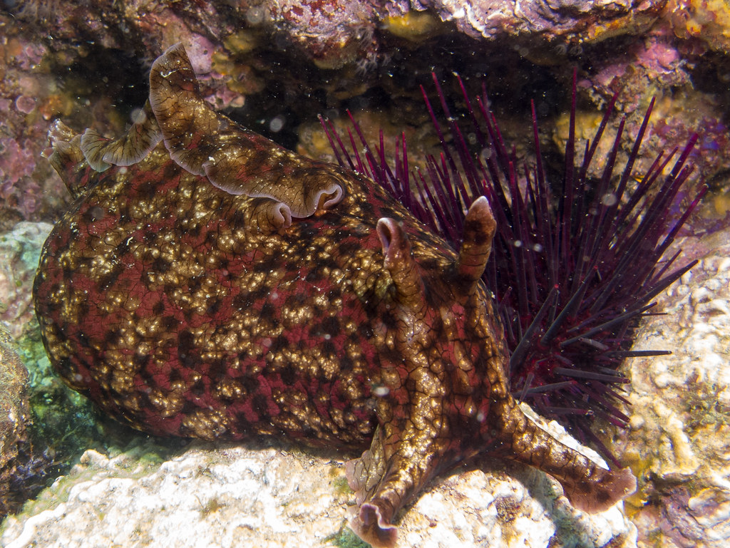 Sea Hare