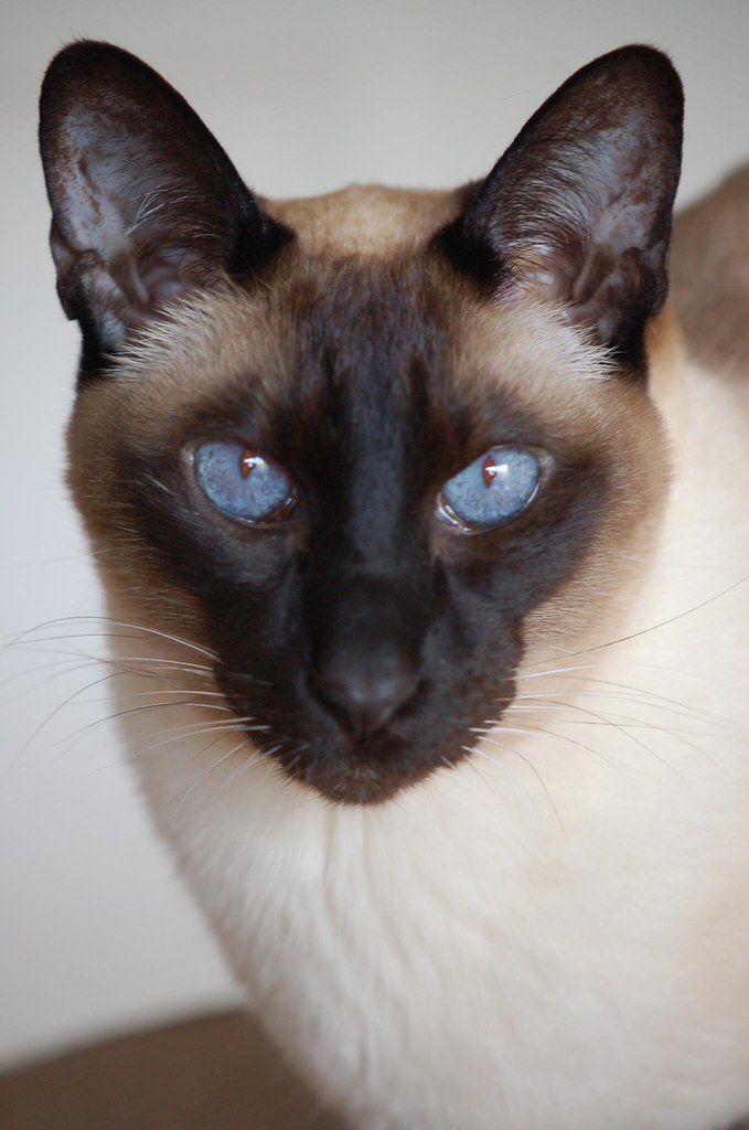 Seal Point Siamese