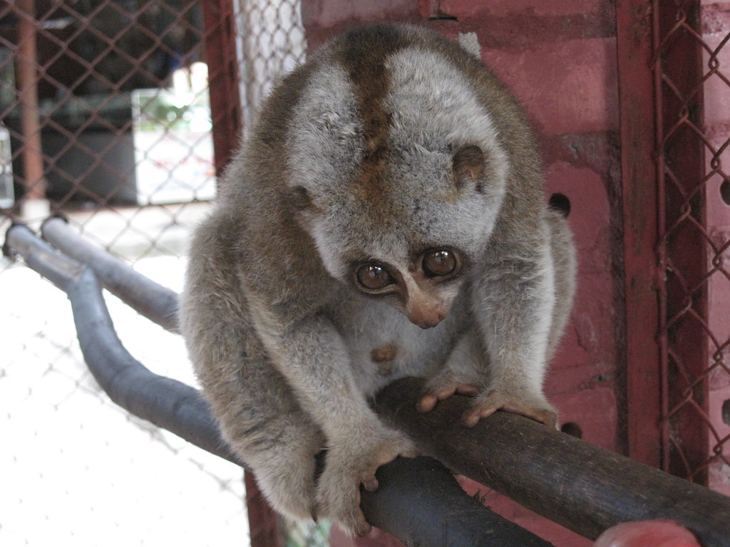 Slow Loris