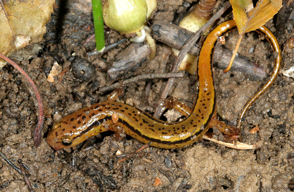 Southern Two-Lined Salamander
