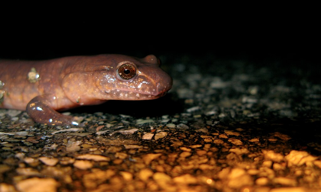 Spring Salamander
