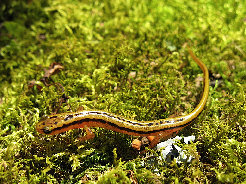 Three-lined Salamander
