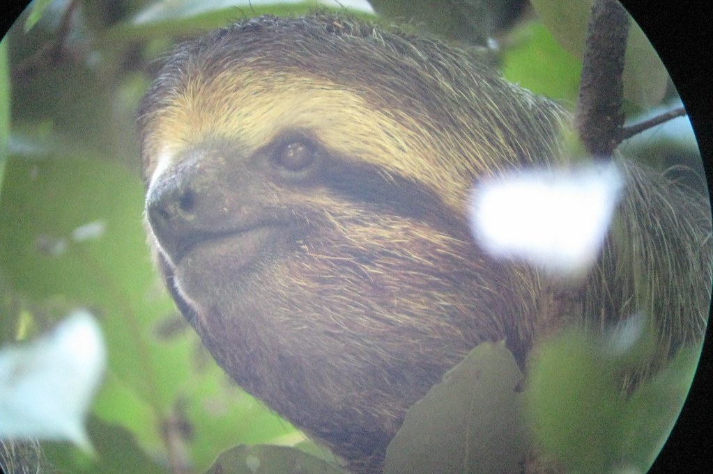 Three-toed Sloth