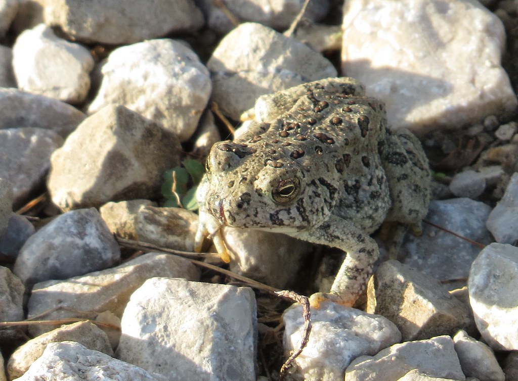 Woodhouse's Toad