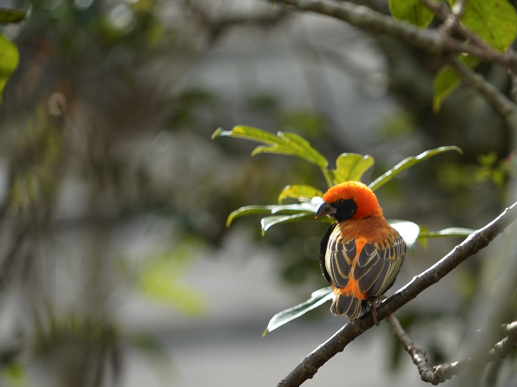 Zanzibar Red Bishop