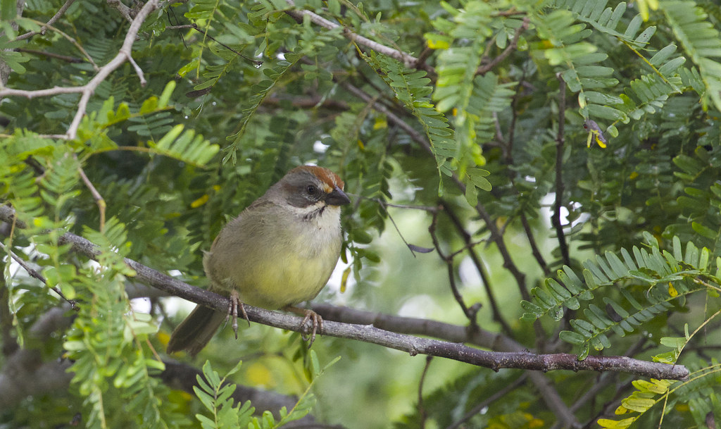 Zapata Sparrow 
