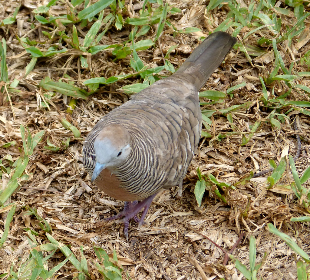 Zebra Dove 