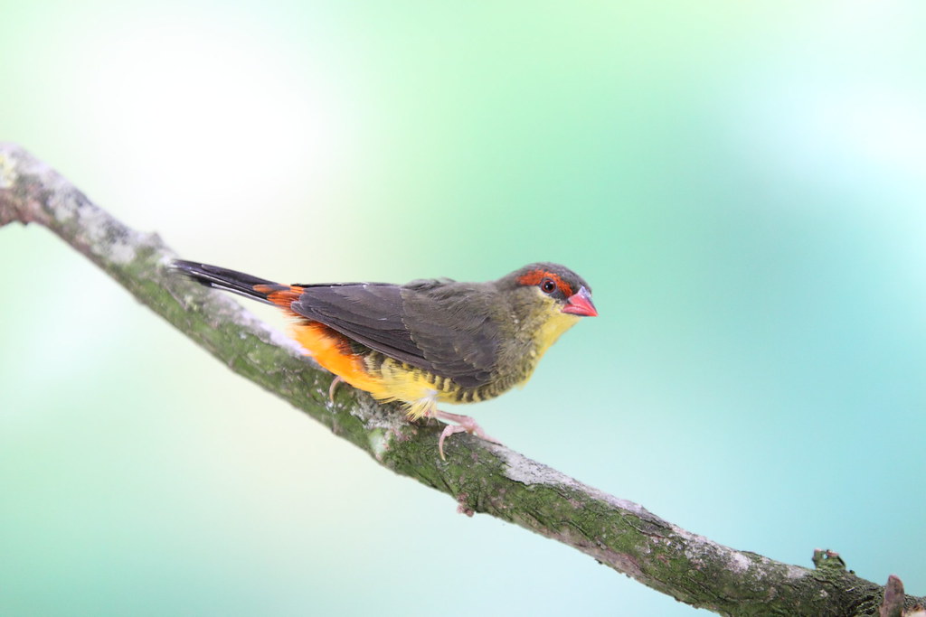 Zebra Waxbill