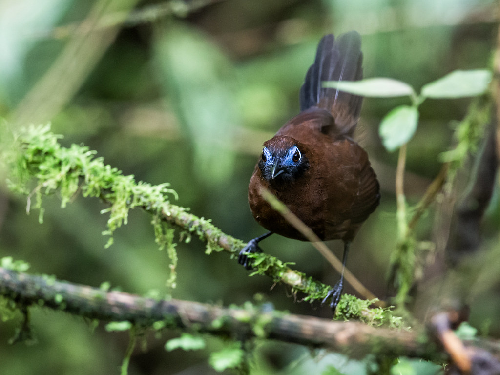 Zeledon's Antbird 