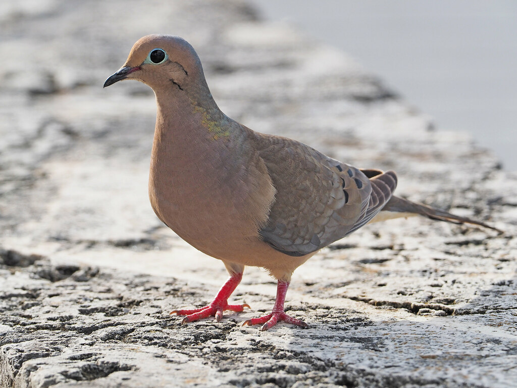 Zenaida Dove