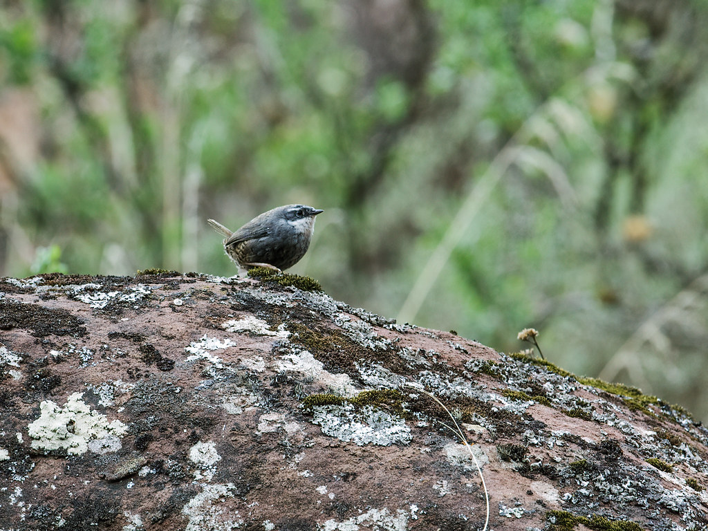 Zimmer's Tapaculo