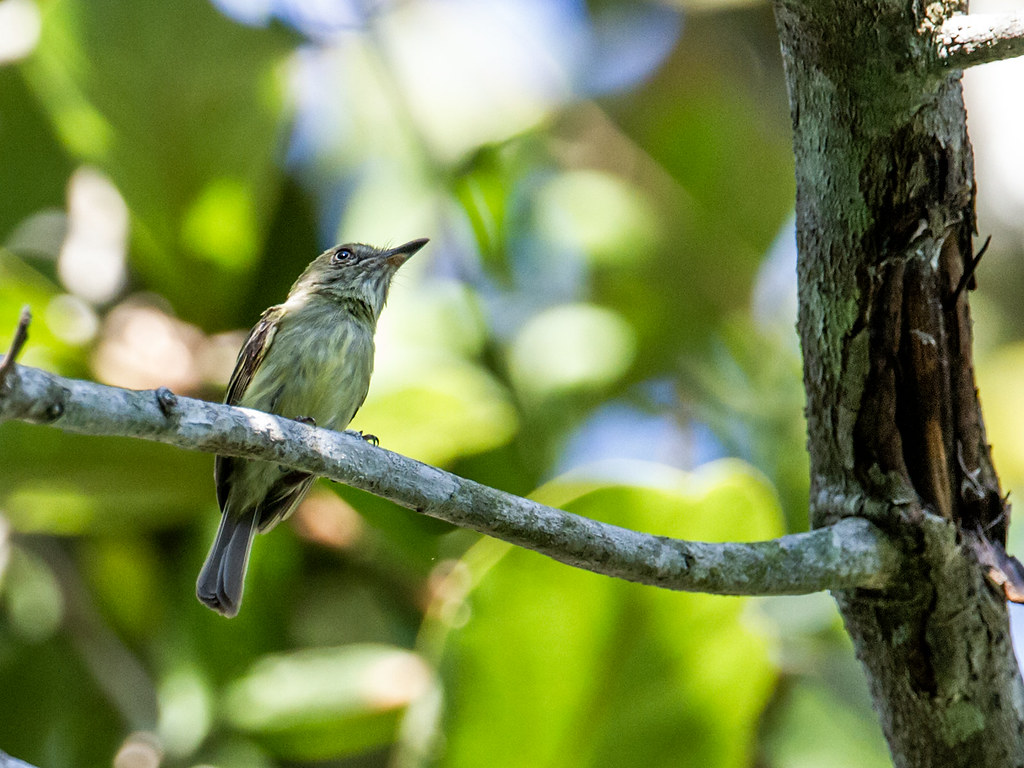 Zimmer's Tody-tyrant