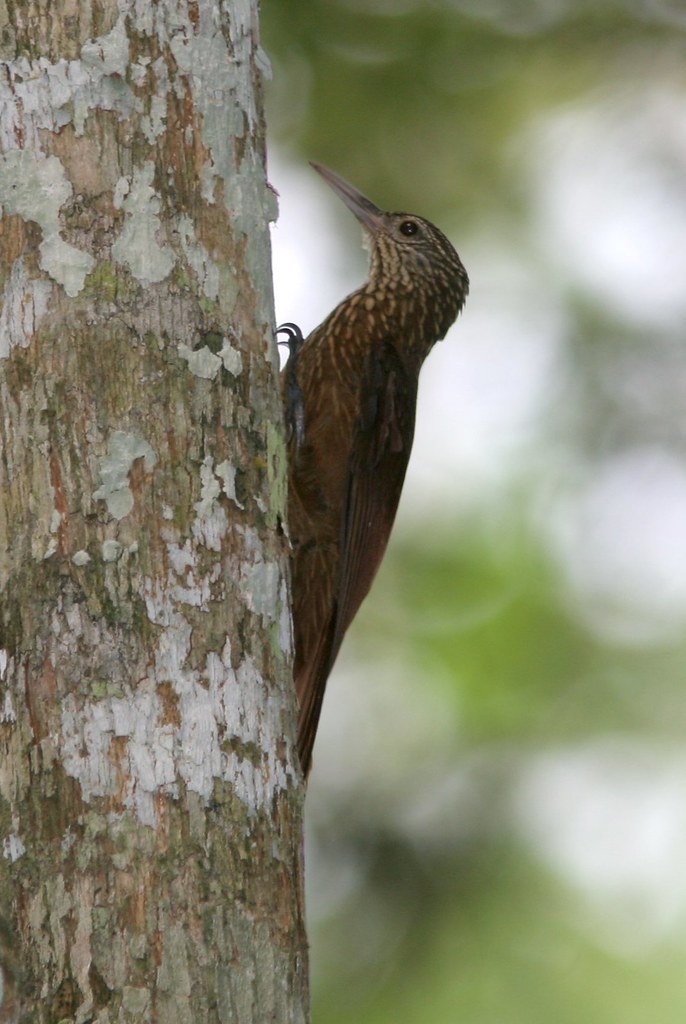 Zimmer's Woodcreeper