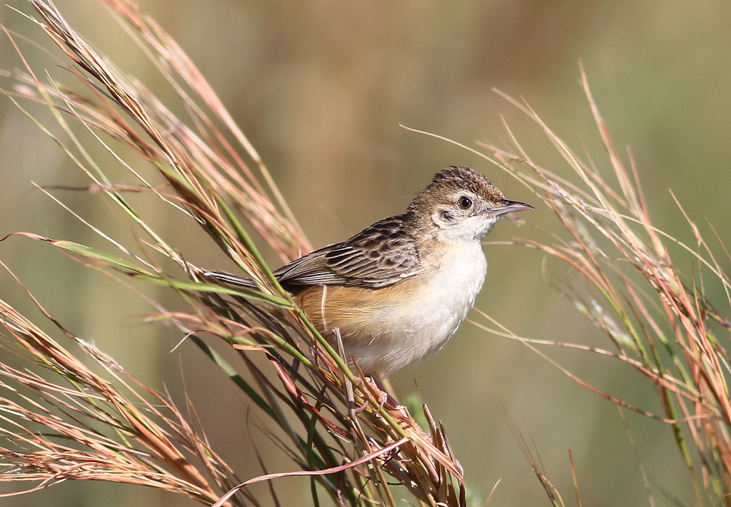 Zitting Cisticola