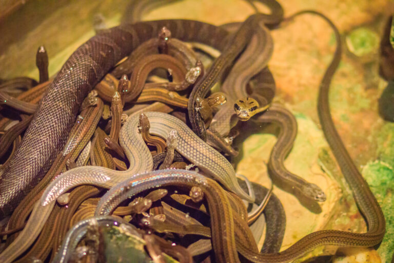 20 Must-Know Facts About Snakes for Animal Lovers
