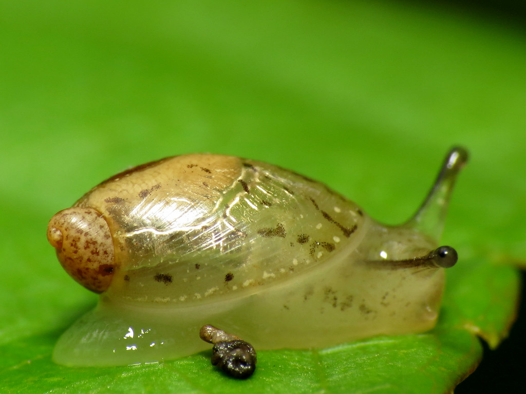 Amber Snails