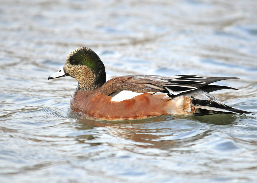 American Wigeon 