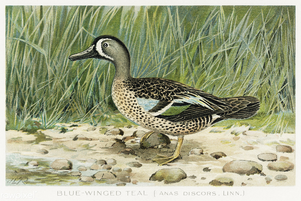 Blue-Winged Teal - Different Types of Water Birds in Missouri 