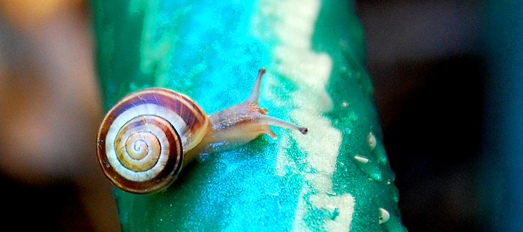 Brown Garden Snail